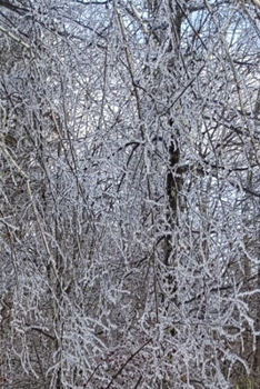 Paperback 2020 Daily Planner Winter Scenic Forest Ice Storm 388 Pages: 2020 Planners Calendars Organizers Datebooks Appointment Books Agendas Book