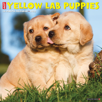 Calendar Just Yellow Lab Puppies 2022 Wall Calendar (Dog Breed) Book
