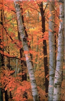 Blank Journal: Fall Birches