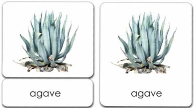 Plant Kingdom 3-Part Reading Cards