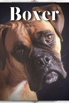 Boxer: Dog breed overview and guide
