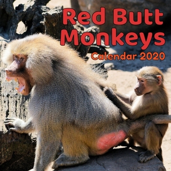 Paperback Red Butt Monkeys Calendar 2020 Book