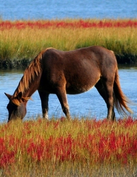 Daily Diary: Blank 2020 Journal Entry Writing Paper for Each Day of the Year | Horse Pony Pet Owner | January 20 - December 20 | 366 Dated Pages | A ... Your Life, Set Goals & Get Things Done