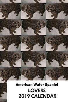 Paperback American Water Spaniel Lovers 2019 Calendar Book