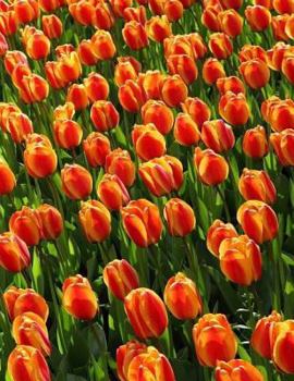 Paperback Tulips Notebook Large Size 8.5 x 11 Ruled 150 Pages Softcover Book