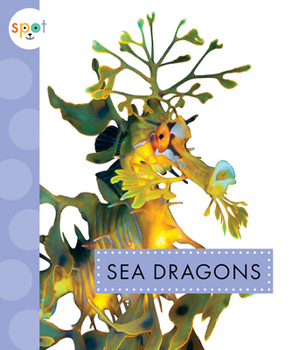 Paperback Sea Dragons Book