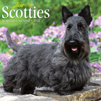 Calendar Just Scotties 2022 Wall Calendar (Dog Breed) Book