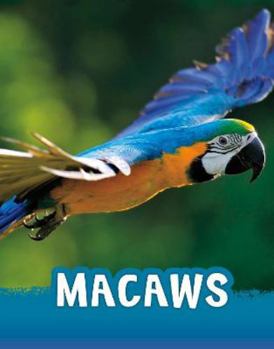 Macaws (Animals)