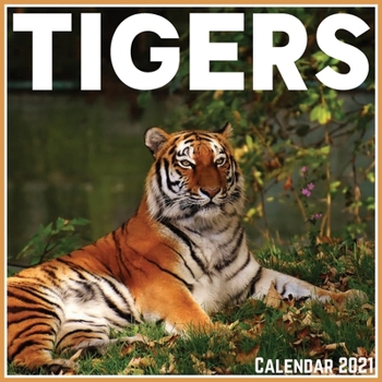Paperback Tigers Calendar 2021: Official Tigers Calendar 2021, 12 Months Book
