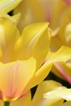 Paperback Tulip Notebook Book