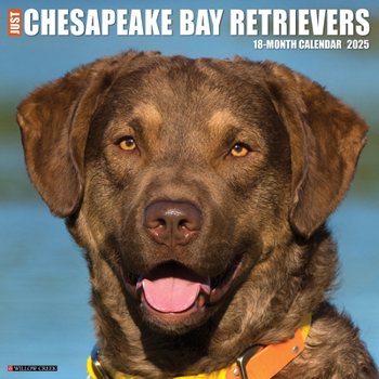 Calendar Just Chesapeake Bay Retrievers 2025 12 X 12 Wall Calendar Book