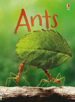 Unknown Binding Ants IR Book