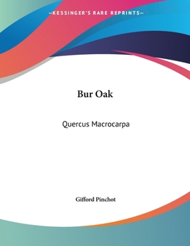 Bur Oak: Quercus Macrocarpa