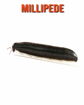 Millipede: Amazing Facts about Millipede