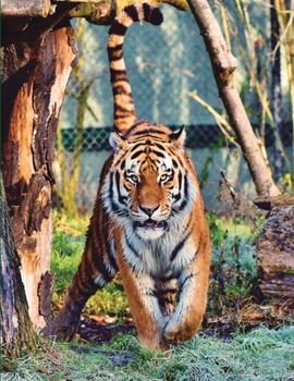 Paperback Composition Book: Tiger Composition Book 8.5 x 11 College Ruled Line Paper with 200 pages (100 sheets) Book