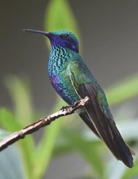 Paperback Hummingbird Composition Book: 8.5 x 11 College Ruled Paper 200 pages (100 sheets) Book