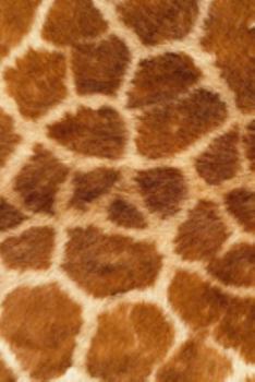 Notebook: Lined Notebook Journal - Giraffe Fur Notebook - Great Giraffe Gifts