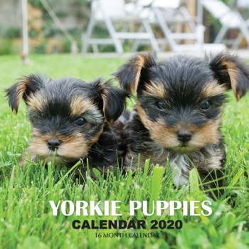 Paperback Yorkie Puppies Calendar 2020: 16 Month Calendar Book