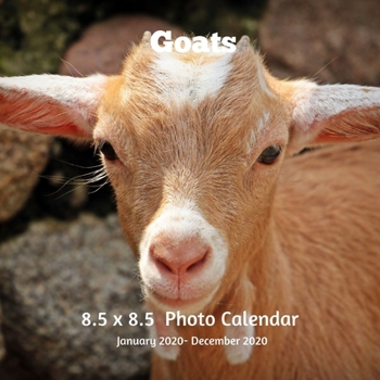 Goats 8.5 X  8.5 Calendar January 2020 -December 2020: Monthly Calendar with U.S./UK/ Canadian/Christian/Jewish/Muslim Holidays-Goats KIds Animals Nature