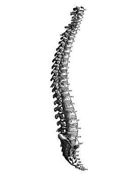 Anatomy Notebook: Human Spine - Andreas Vesalius Anatomy Art College Ruled Notebook | 110 Pages (Andreas Vesalius White Cover)