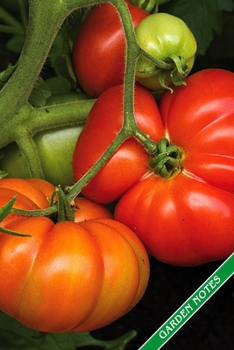 Paperback Garden Notes: Ripe tomatoes. Format A5, 120 pages, fine grey lined. Journal, diary, notebook and garden planner for everything that Book