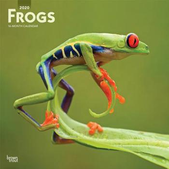 Frogs 2020 12 x 12 Inch Monthly Square Wall Calendar, Wildlife Animals