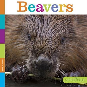 Library Binding Beavers Book