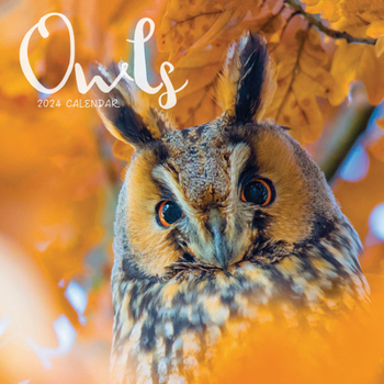 Calendar 2024 Owls Mini Wall Calendar Book
