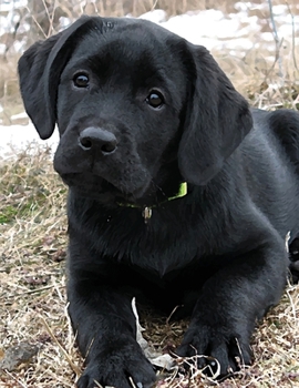 Paperback Black Labrador Puppy Calendar Notebook: Dog Wisdom Quotes Book