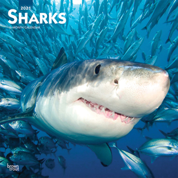 Calendar Sharks 2021 Square Book