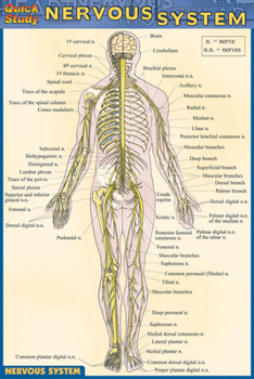 Nervous System