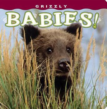 Board book Grizzly Babies! Book