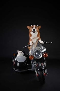 Paperback Biker Dog And Cat Notebook Book