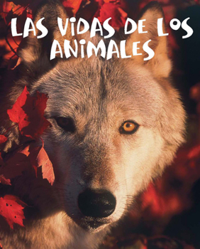 Paperback Las Vidas de Los Animales: Animal Lives [Spanish] Book