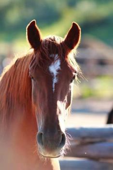 Paperback Kid's Equine Photography Book: Volume One Book