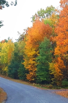 2020 Daily Planner Autumn Country Road Rural 388 Pages: 2020 Planners Calendars Organizers Datebooks Appointment Books Agendas