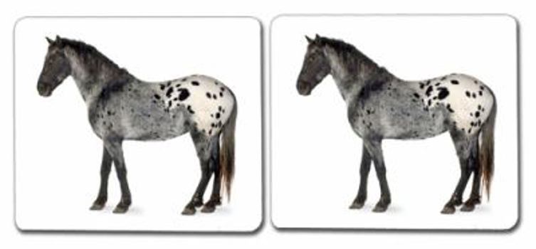 Horses (Coat Colors): Matching Cards