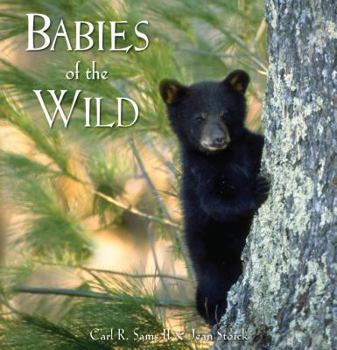 Hardcover Babies of the Wild Book