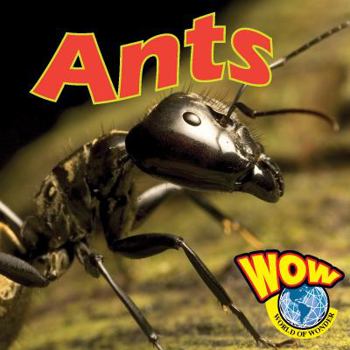 Library Binding Ants Book