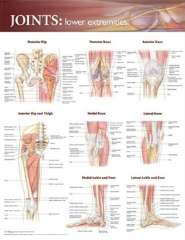 Wall Chart Joints of the Lower Extremities Anatomical Chart Book