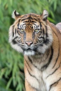 Paperback Tiger Notebook Book