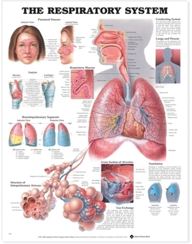 Wall Chart The Respiratory System Anatomical Chart Book