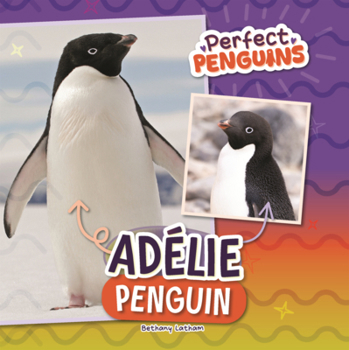 Adelie Penguin
