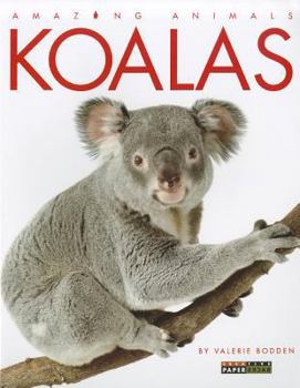 Paperback Koalas Book