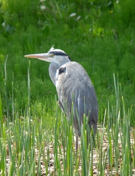 Notebook: Journal/Diary/Notebook/Planner/Sketchbook - Japanese Grey Heron - 150 Lined Pages - 8.5"x11" - Softcover - Great for everyday use!