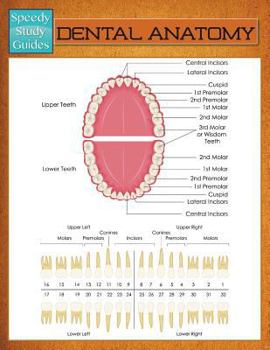 Paperback Dental Anatomy (Speedy Study Guide) Book