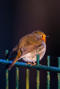 Paperback Puffed Up Robin on a Fence Journal: 150 Page Lined Notebook/Diary Book