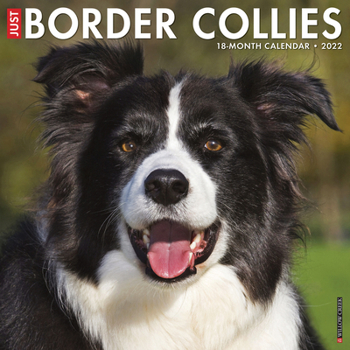 Calendar Just Border Collies 2022 Wall Calendar (Dog Breed) Book