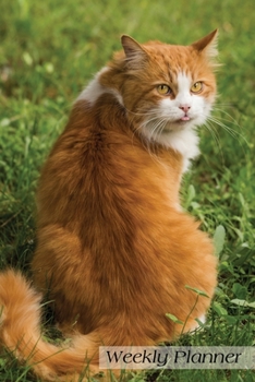 Weekly Planner: Ginger Cat Daily Planner Organizer Schedule Agenda 6x9 52 weeks