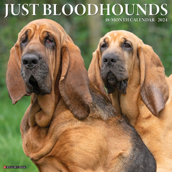 Calendar Just Bloodhounds 2024 12 X 12 Wall Calendar Book